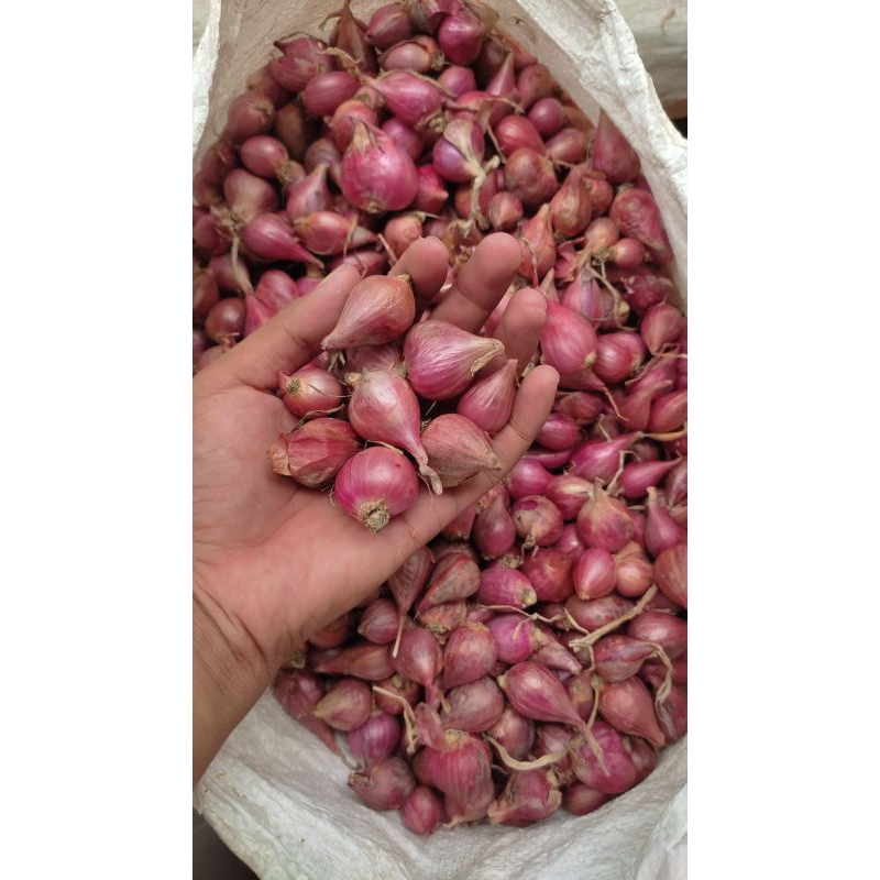 

Bawang Merah Brebes ukuran Besar kemasan 1 kg