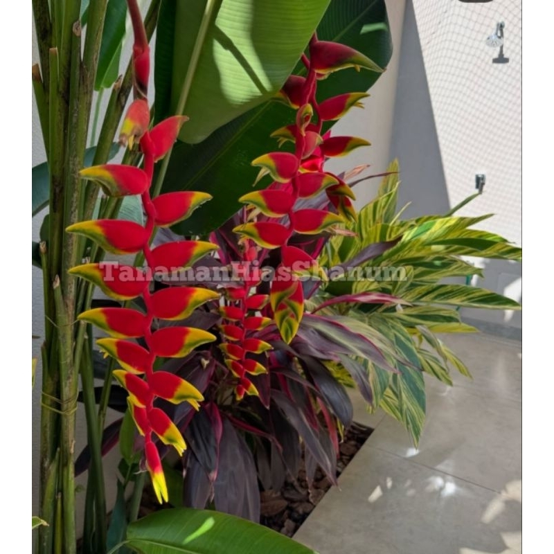 Promo COD tanaman hias pisang Betet - pohon pisang Betet - pohon pisang Pisangan - heliconia - tanam