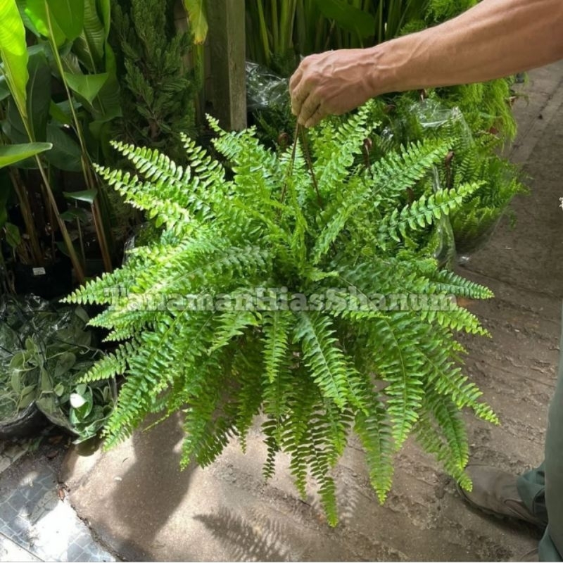 promo COD tanaman hias gantung pakis Boston - tanaman hias pakis Boston - tanaman hias paku pakis - 