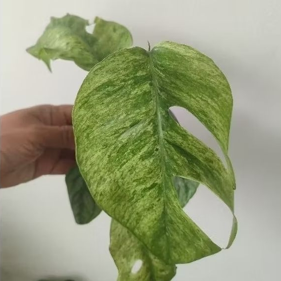 epipremnum hanoman sp bali marble