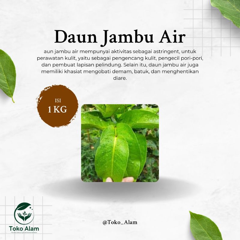 

Daun Jambu Air