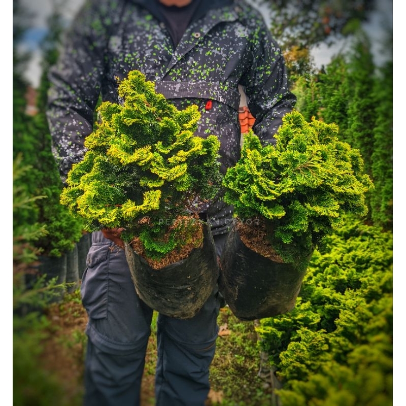 Bonsai Cemara Hinoki Japan Cypress Golden daun Micro Bulat Rimbun besar siap pajang - bonus pot dan 