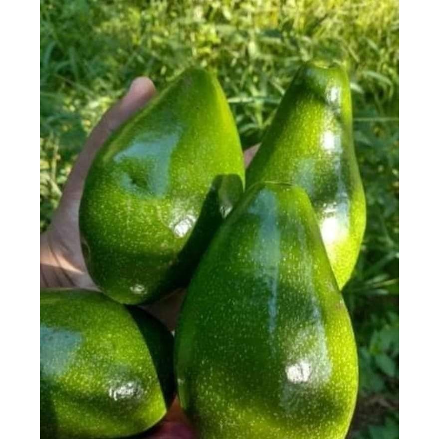 

Alpukat Mentega Murah 1 Kg Isi 5-6