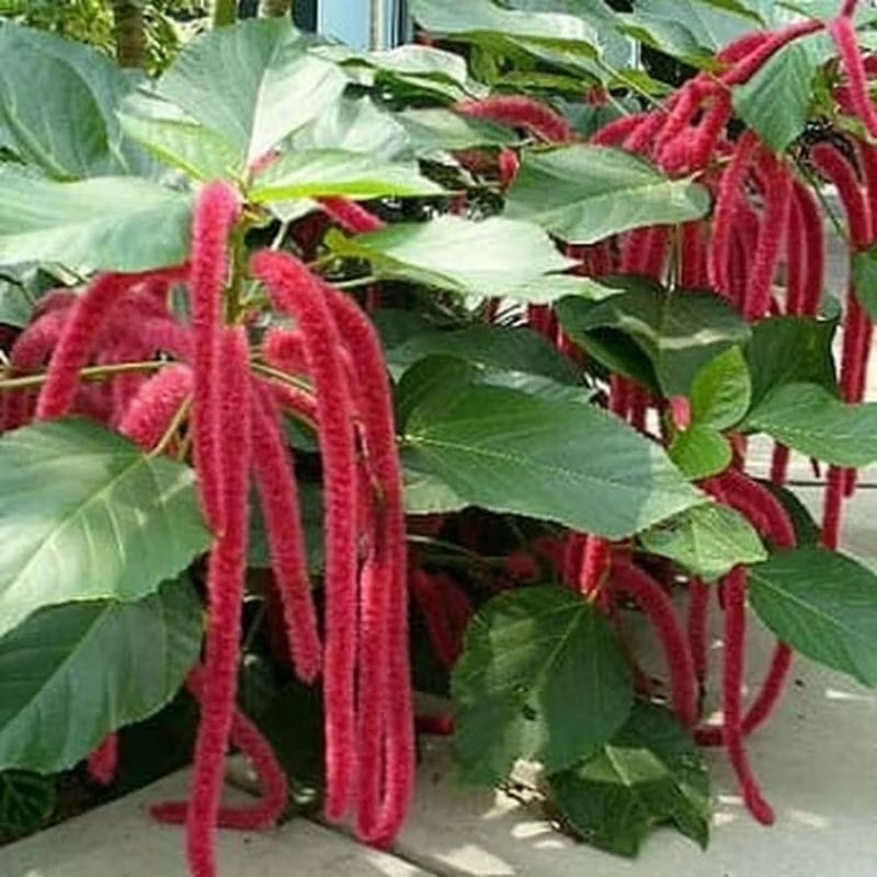 Tanaman Bunga Ekor Kucing / Red-hot Cat Tail dan Philippine medusa / Chenille Plant dan Fox's Tail /
