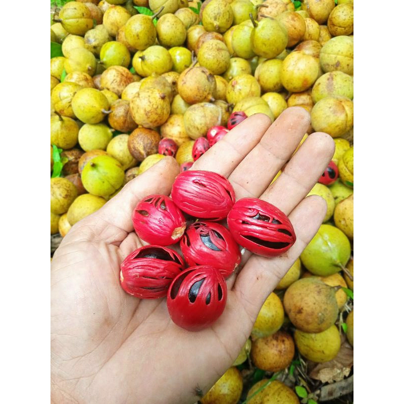 

Biji pala belahan Biji pala basah 500gram untuk bibit, bumbu masakan atau untuk pengobatan dan kecatikan