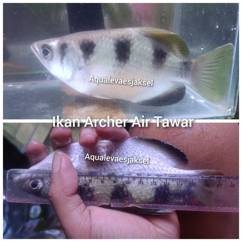 ikan archer air tawar size 15cm-17cm