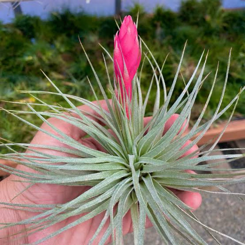 TILLANDSIA HOUSTON COTTON CANDY / TILLANDSIA COTTON CANDY / TANAMAN UDARA / TANAMAN AIR / TANAMAN TA