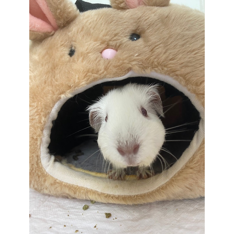 Guinea Pig California Anakan