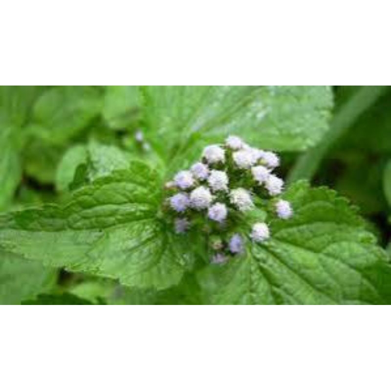 

daun bandotan asli segar pres untuk Lambung ginjal 1kg