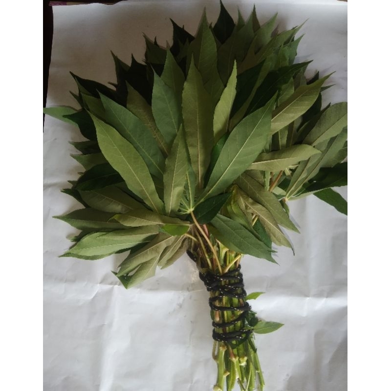 

Daun singkong berkualitas,pesan baru petik.