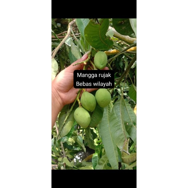

MANGGA RUJAK 300GR, 500GR & 1KG