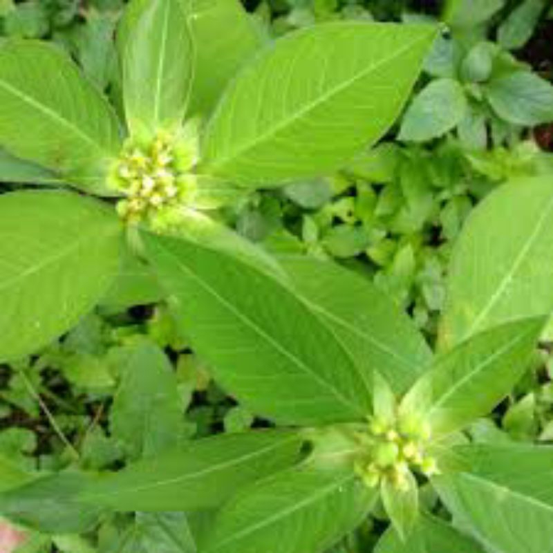 

daun Sena super segar untuk herbal wasir peradangan dan pencernaan