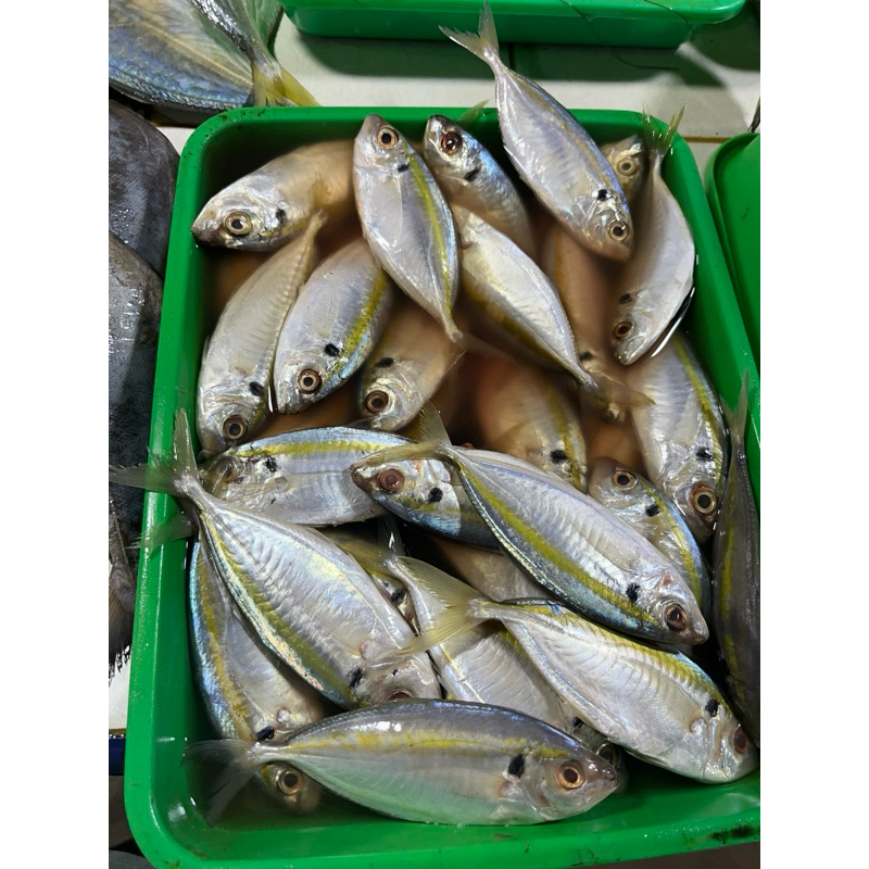 

ikan selar 500 gram
