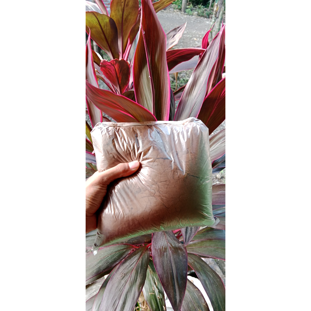 

BUBUK KOPI POL, Bubuk kopi berkualitas asli dari biji kopi