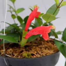 Lipstik jakarta Gantung orange – Tanaman Hias dengan Bunga Berwarna Cerah