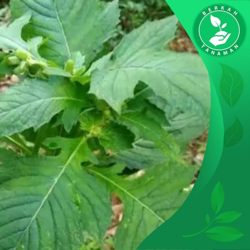 

Daun Sintrong Segar 1kg Lalapan dan Herbal