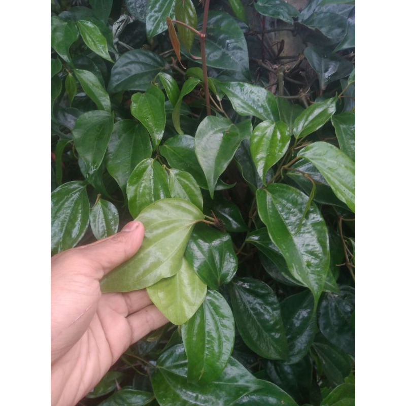 

50 lmbr sirih hijau kecil-kecil rapet