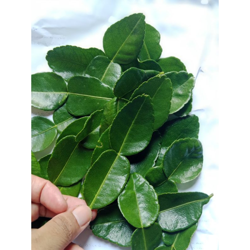 

Daun Jeruk Bumbu sedap harum
