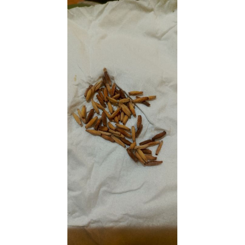 Seed/Biji Adenium/Albino