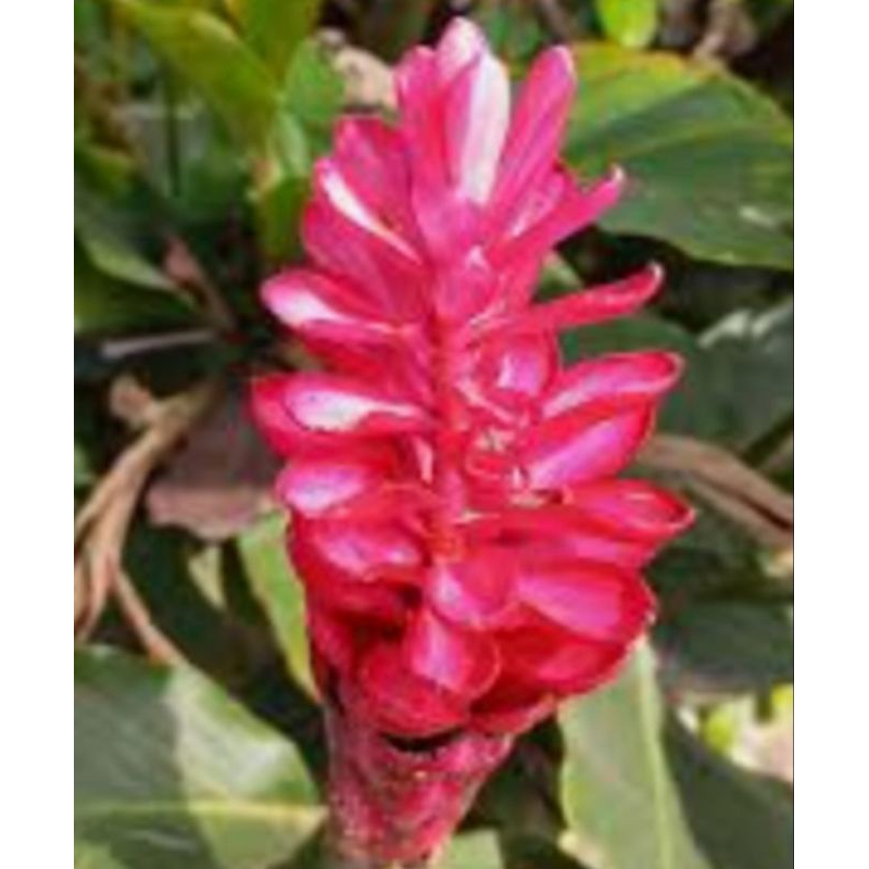 

LENGKUAS MERAH SEGAR RP 6.000 / 250 GRAM