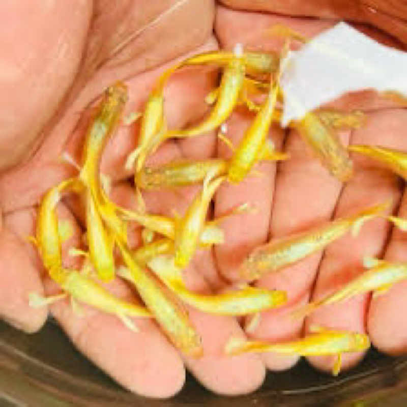 Hiasan aquarium ikan guppy gold remaja