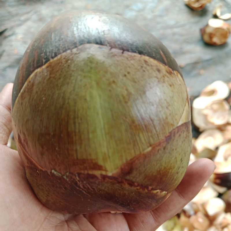 

Siwalan