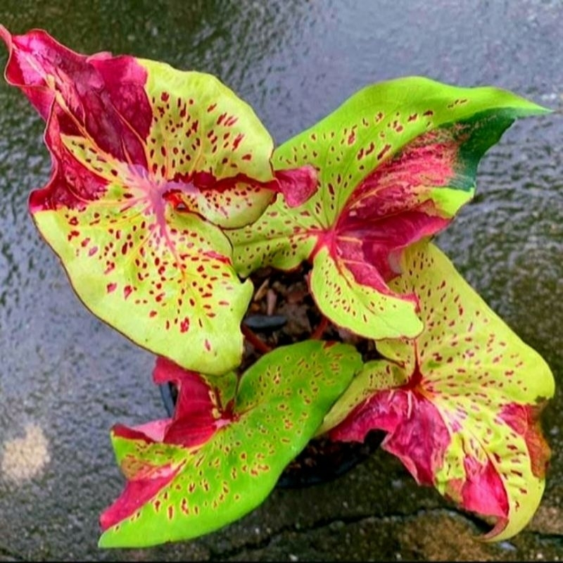 (Bisa COD)Tanaman Hias Keladi Gelombang Cinta - Bunga Hias Keladi Caladium Anakan Murah Merah BUKAN 