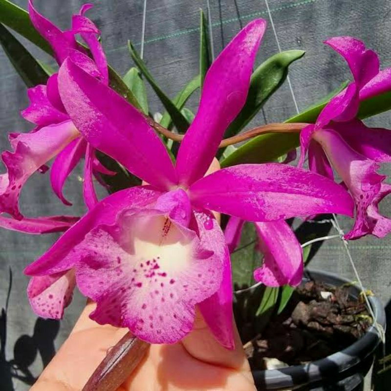 anggrek Cattleya Taiwan mermaid pink dewasa spike+pot angrek Cattleya bunga merah muda Niming tanaka