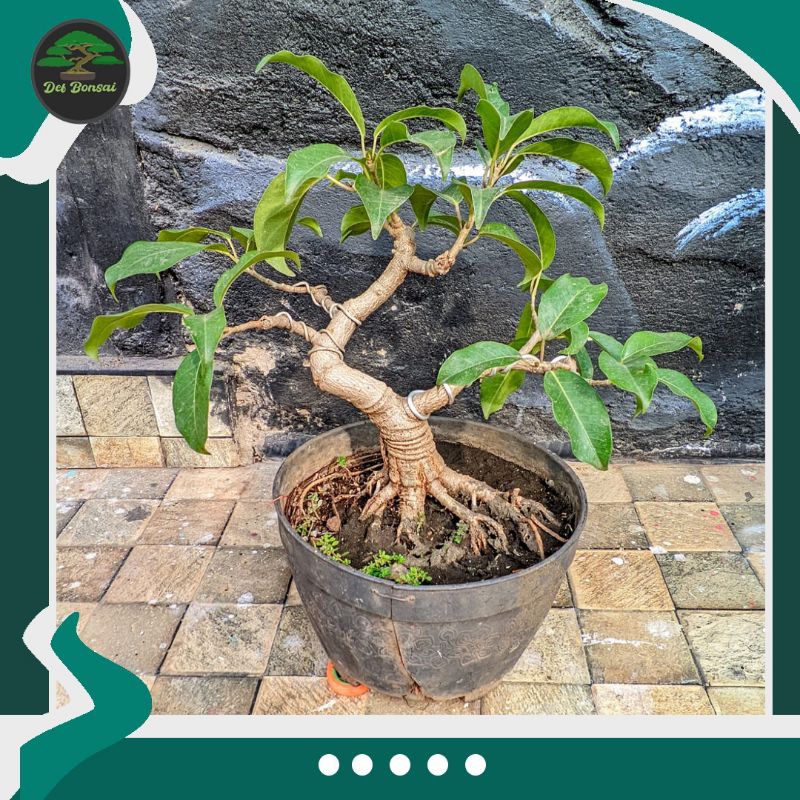 Bonsai Bunut ( bakalan )