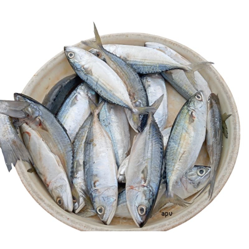 

ikan kembung/banyar/lema/tatare segar fresh
