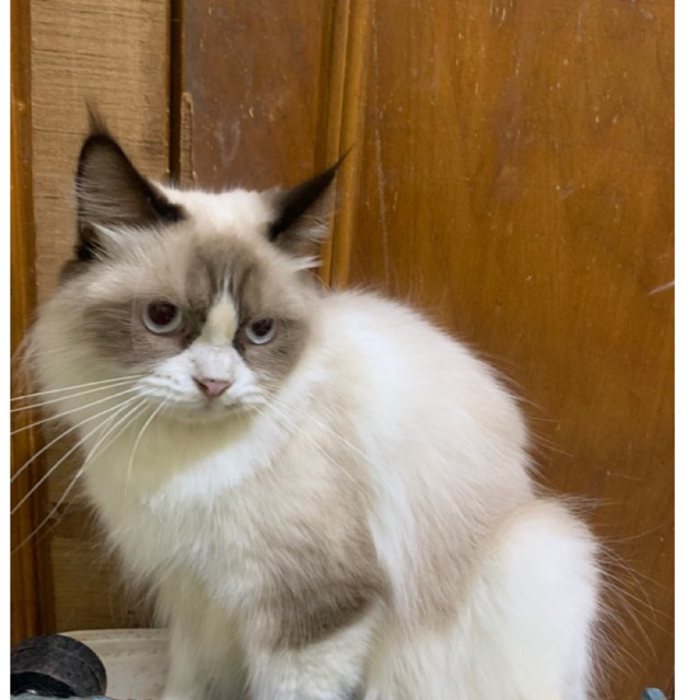 kucing ragdoll midol betina