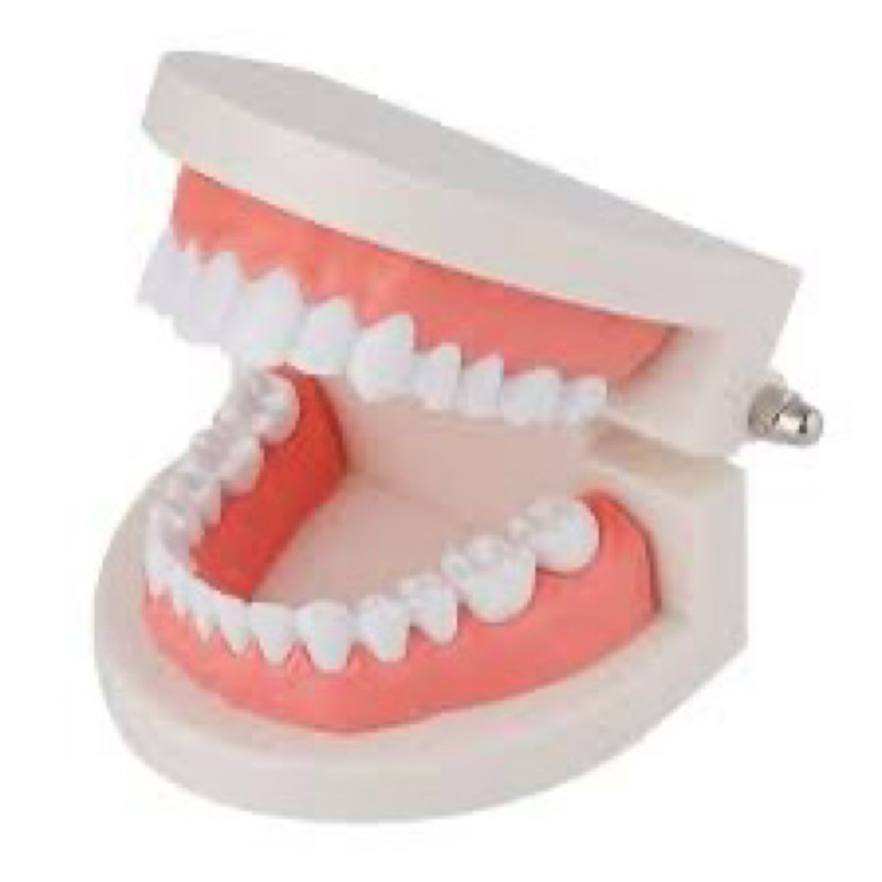 Manekin gigi / Phantom dental