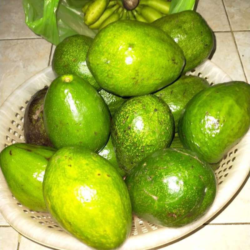 

Alpukat Mentega