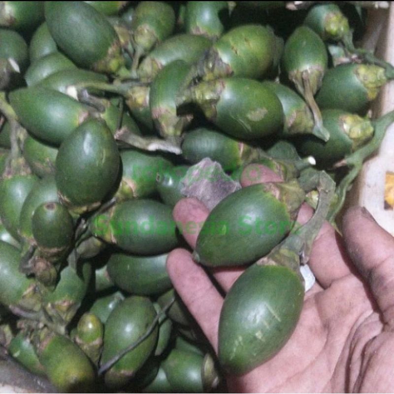 

BUAH PINANG MUDA UNTUK STAMINA PRIA 250 G BUAH MASIH PENTIL BISA COD