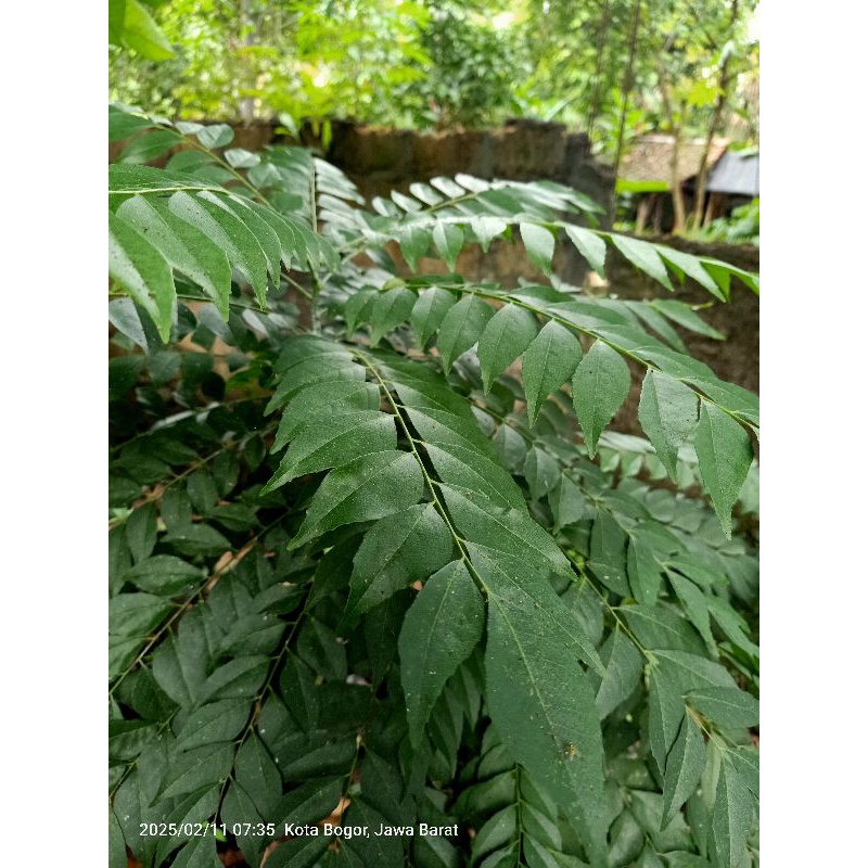 

daun salam Koja segar 100gr