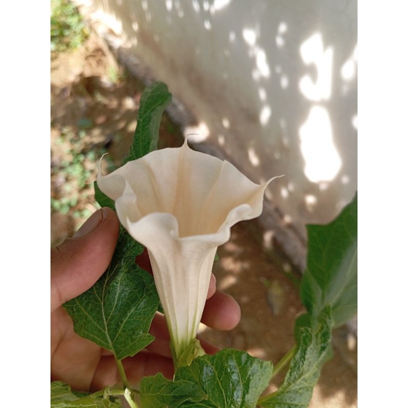 

Herbal Bunga Kecubung Bunga Datura Metel L Organik Datura Metel Flower Atasi Berbagai Penyakit
