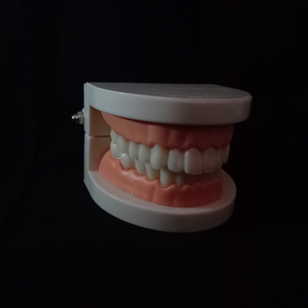 dental model study edukasi dokter gigi phantom studi rahang typodont gusi karet alat peraga gigi