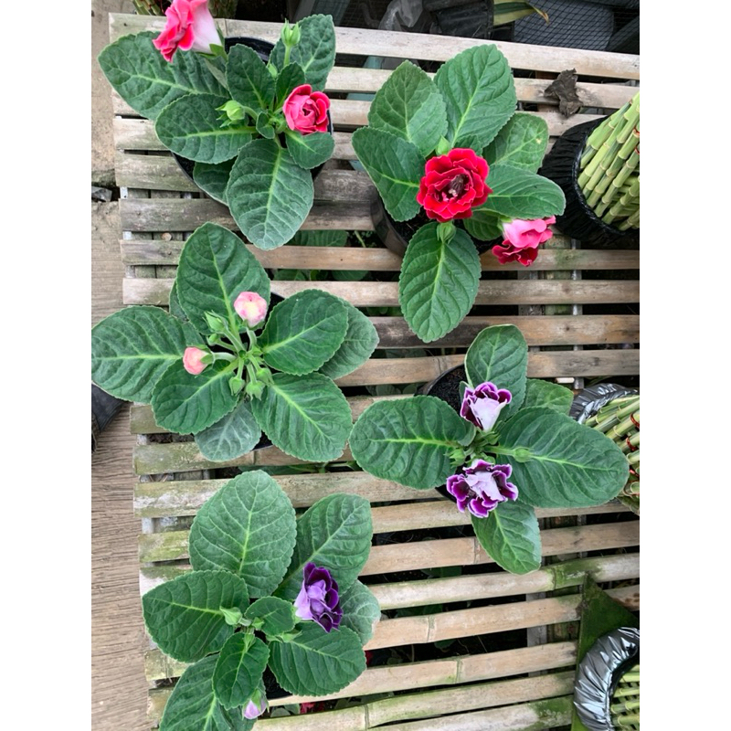Bunga Pot Cantik Merah Pink Ungu Gloxinia