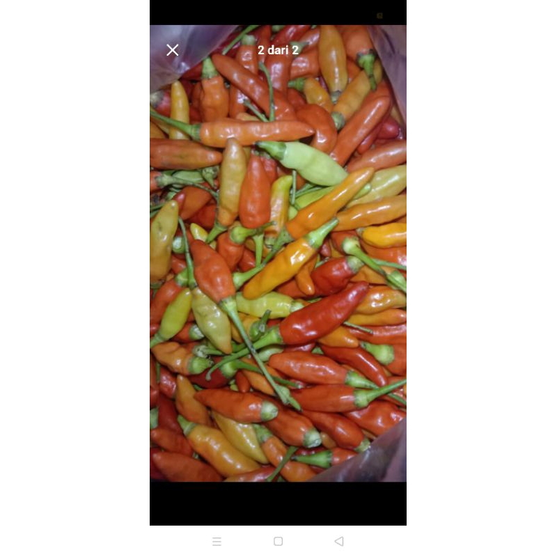 

Cabe Rawit / Cabe Kecil 1 kg