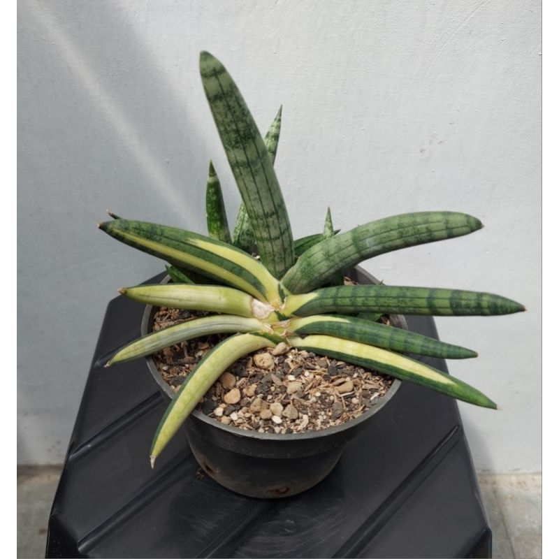 S. boncel varigata induk