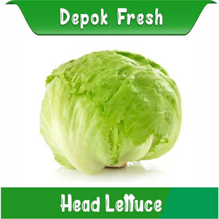 

SAYUR LETTUCE SEGAR/HEAD LETTUCE BERKUALITAS 500GTAM