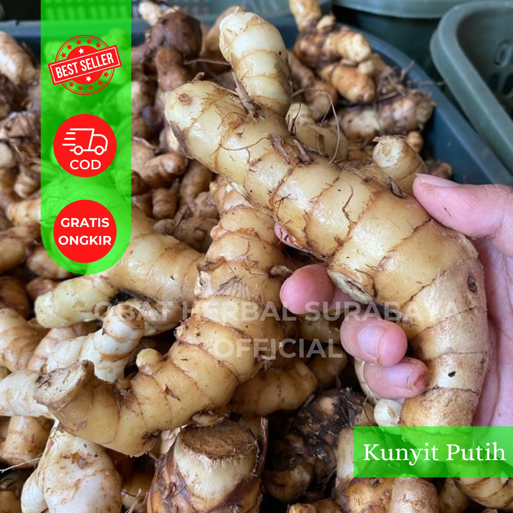 

Kunyit Putih Premium Quality 500gr | Kunir Putih | Kunyit Putih Fresh Organik | Kunyit Puth Segar | Kunir Putih Alami Sehat | Herbal Traditional Fresh