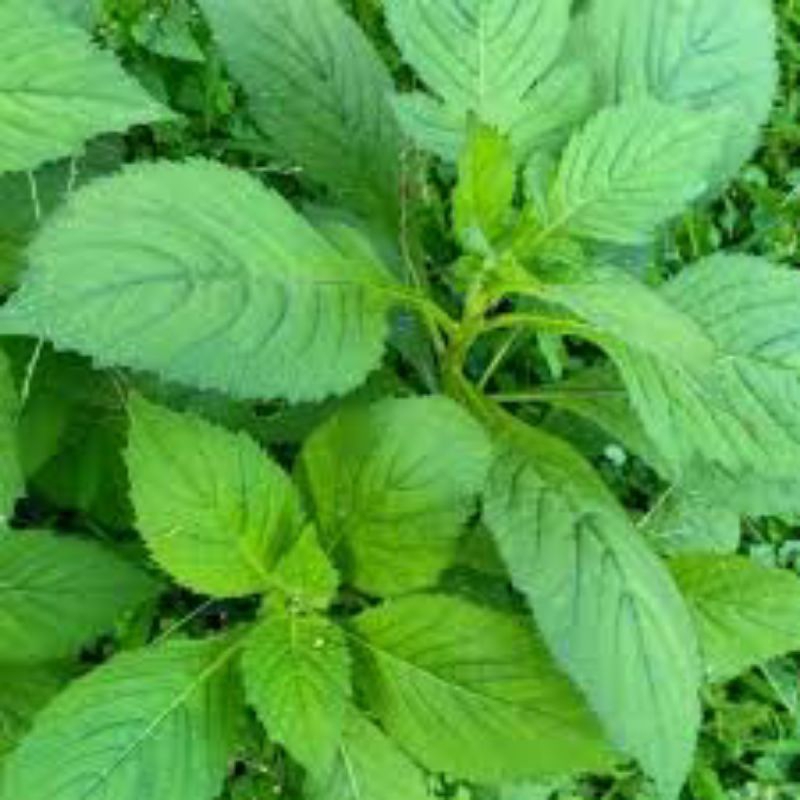 

Daun Sintrong Segar Sayuran Segar obat. herbal tradisional