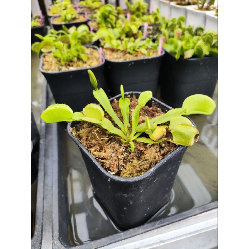 Dionaea Muscipula Microdent/Venus flytrap