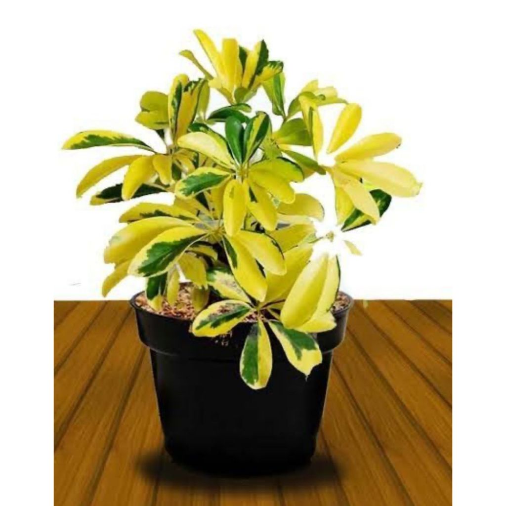 Tanaman hias Walisongo Golden Varigata / Daun Walisongo Varigata