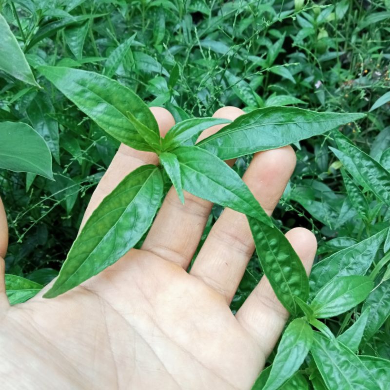 

Daun Sambiloto Segar Fresh Satu lembar Dipetik Setelah Order Bisa Cod Paling Murah Termurah