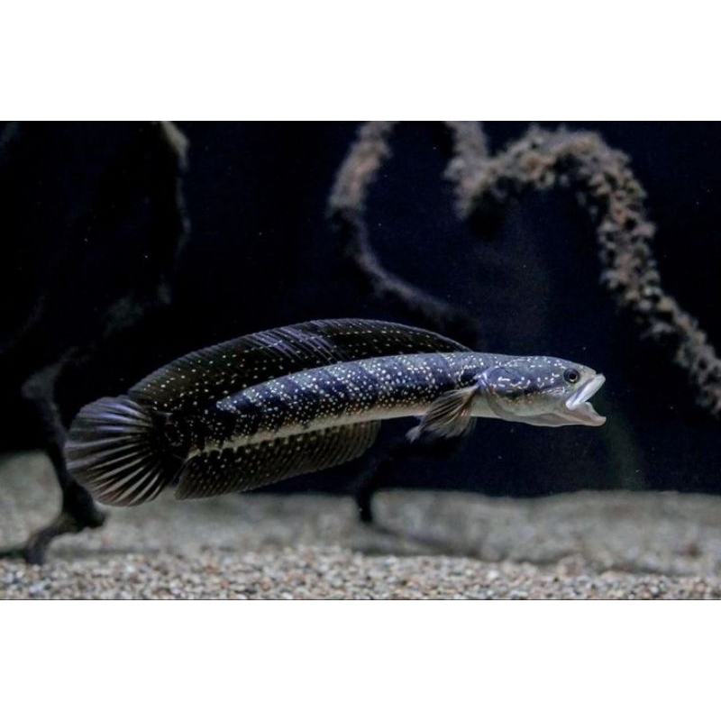 CHANNA ASIATICA WS 7-8 CM