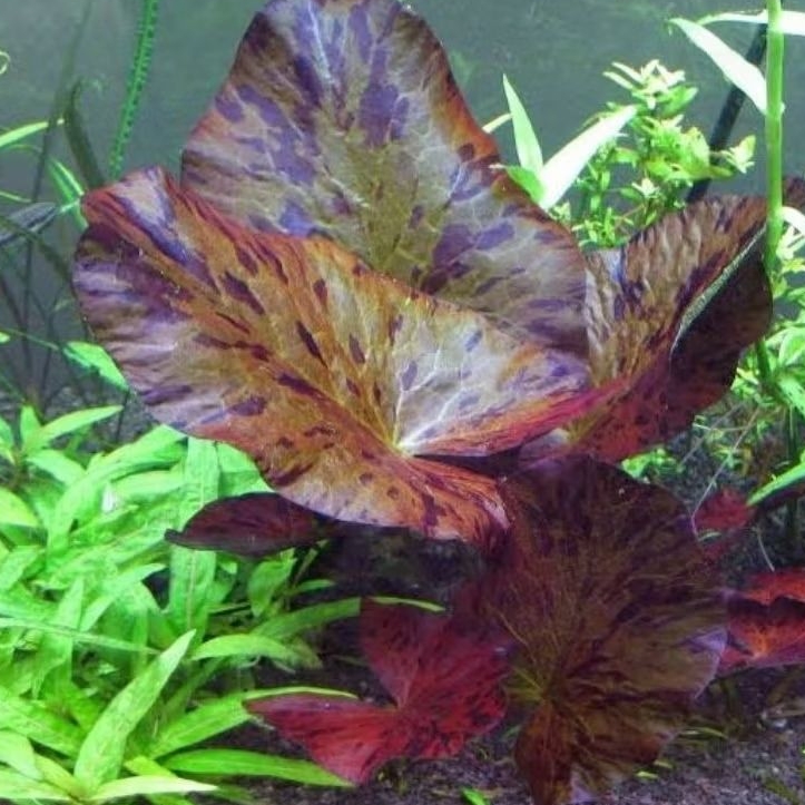 nymphaea tiger lotus