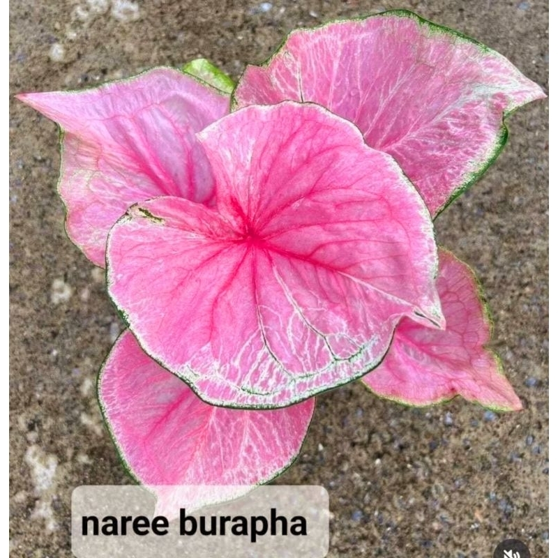Keladi Thai Naree Burapha Caladium Anakan Import Tanaman Hidup Bunga hidup