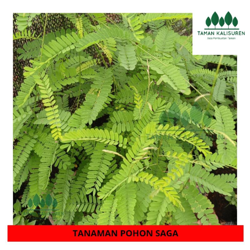 Tanaman Pohon Saga, Tanaman Herbal Saga,Tanaman Herbal Daun Saga, Pohon Saga, Daun Saga